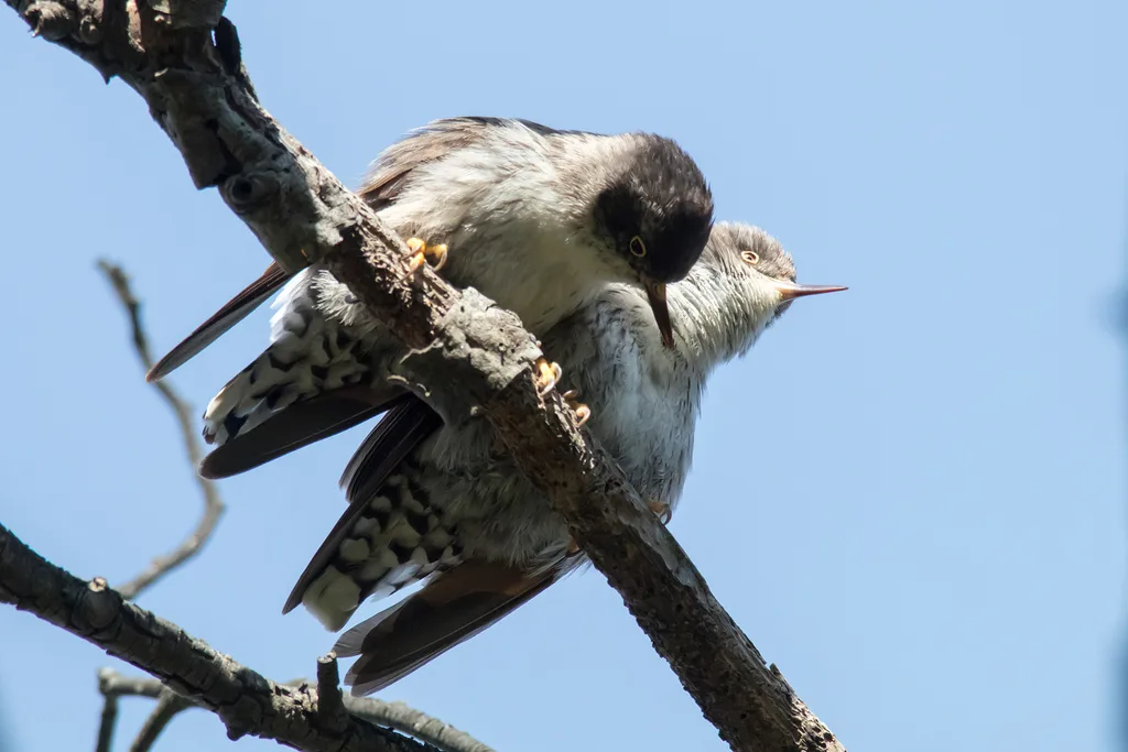 杂色澳䴓(Daphoenositta chrysoptera)