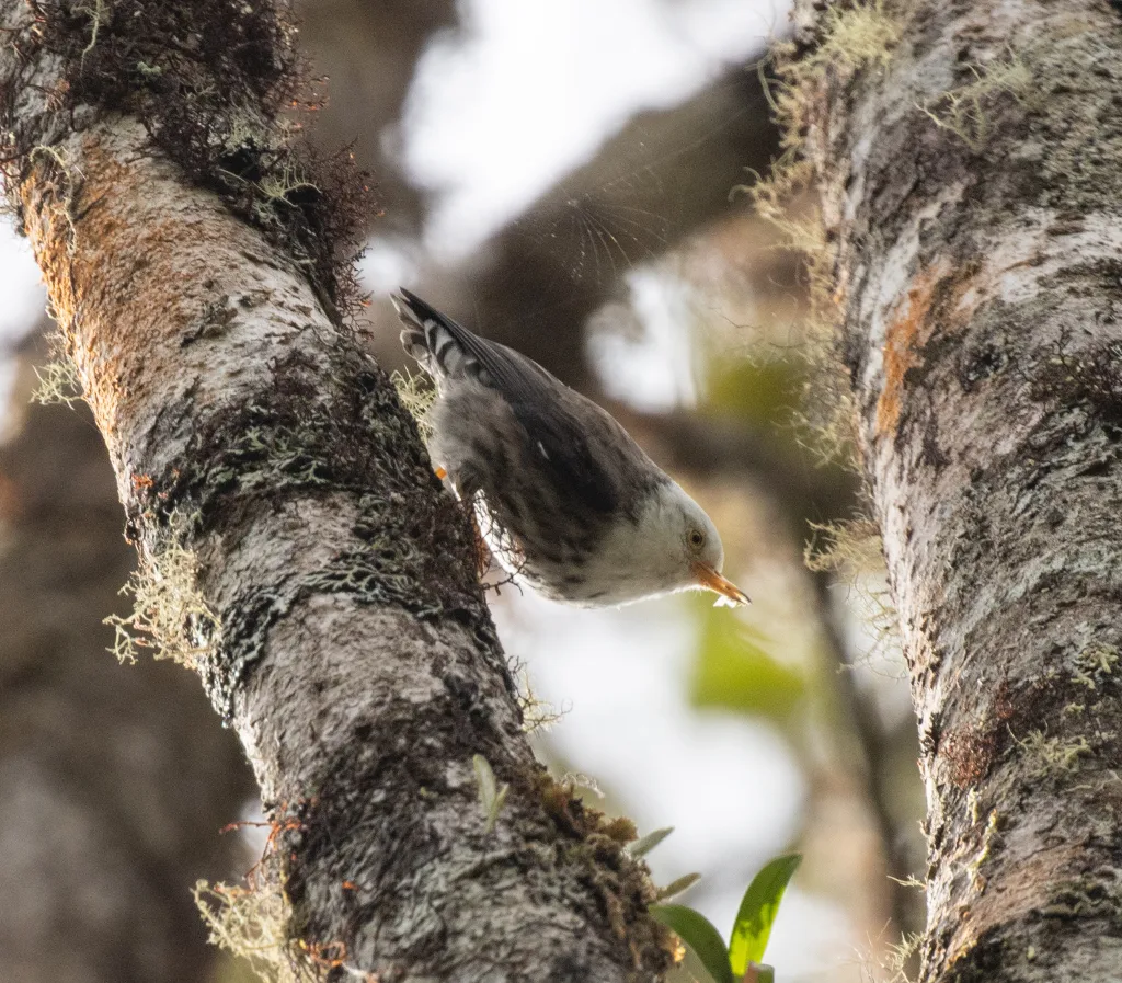 巴布亚澳䴓(Daphoenositta papuensis)