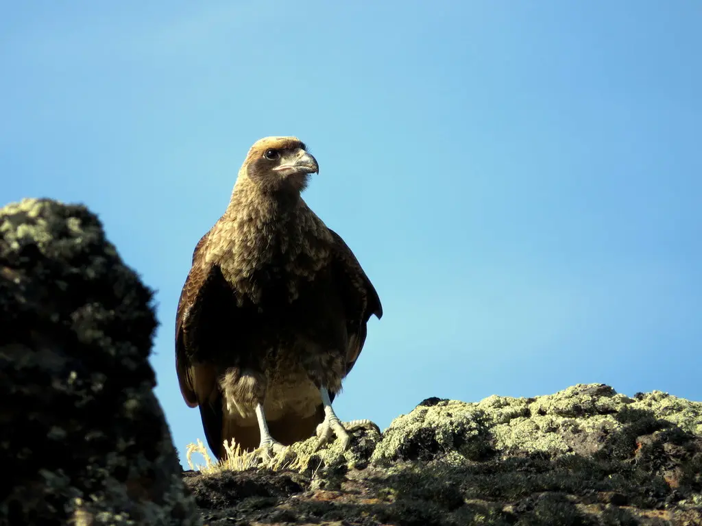 白喉巨隼(Daptrius albogularis)