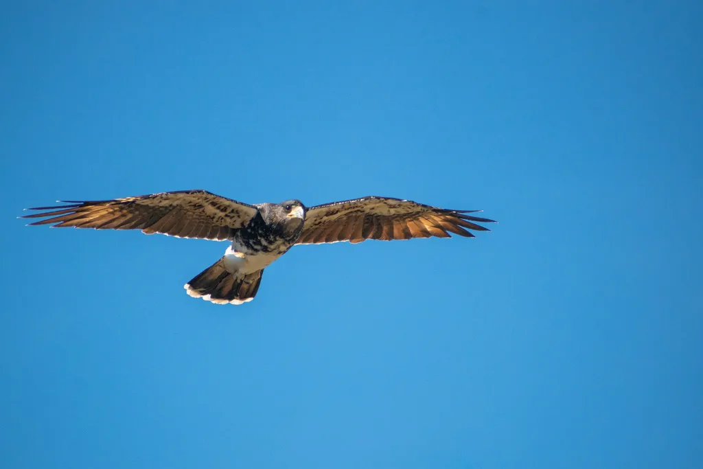 白喉巨隼(Daptrius albogularis)