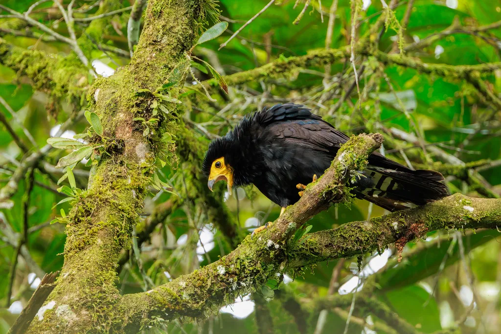 黑巨隼（Daptrius ater）