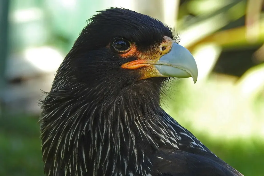 红腿巨隼(Daptrius australis)