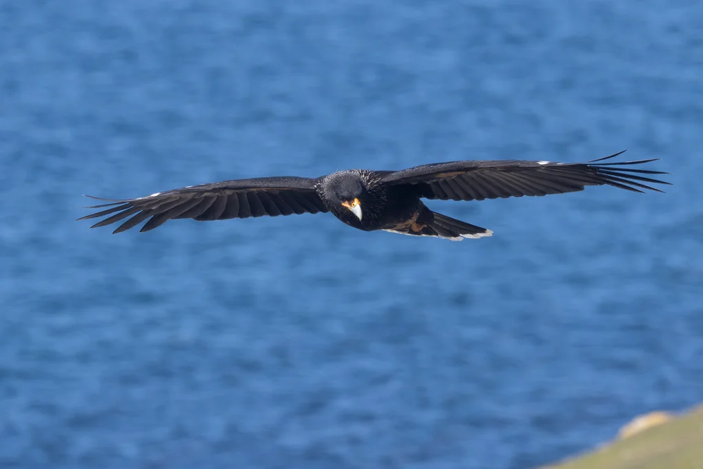 红腿巨隼(Daptrius australis)