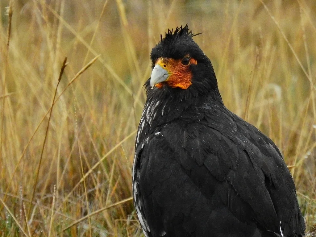 冠巨隼（Daptrius carunculatus）