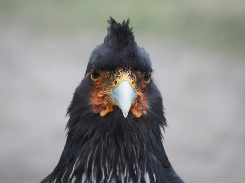 冠巨隼（Daptrius carunculatus）