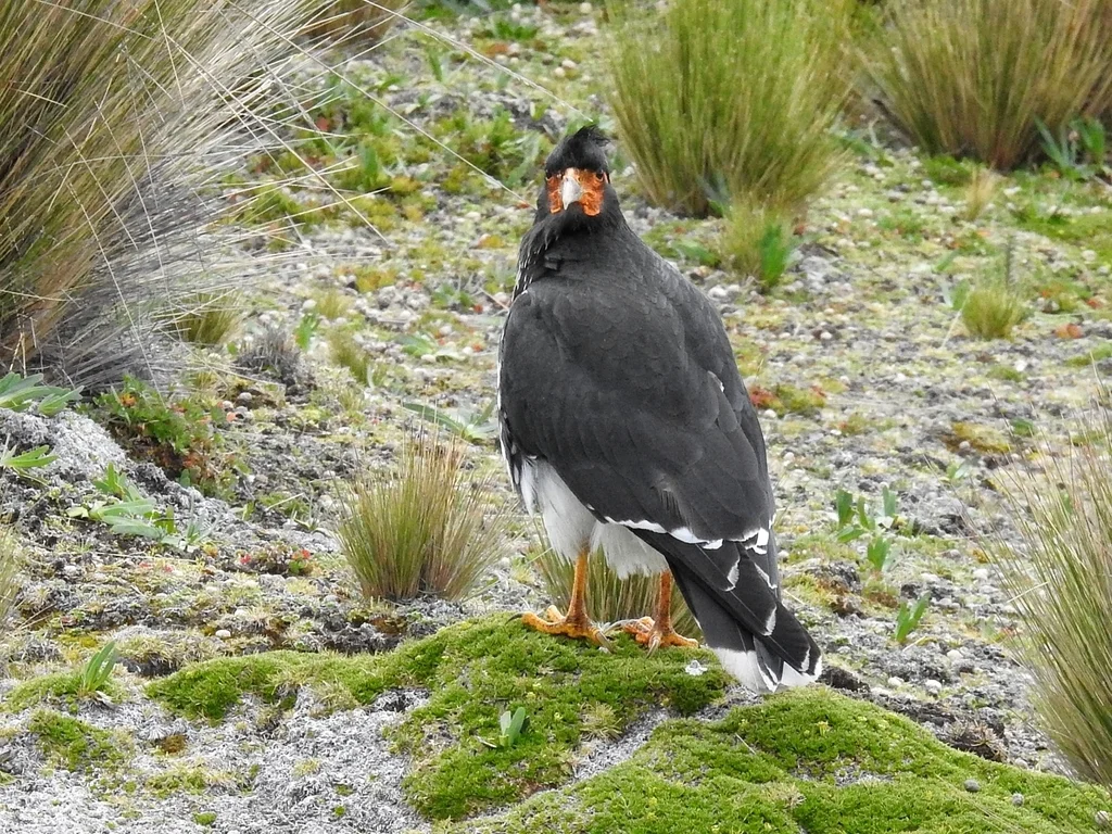 冠巨隼（Daptrius carunculatus）