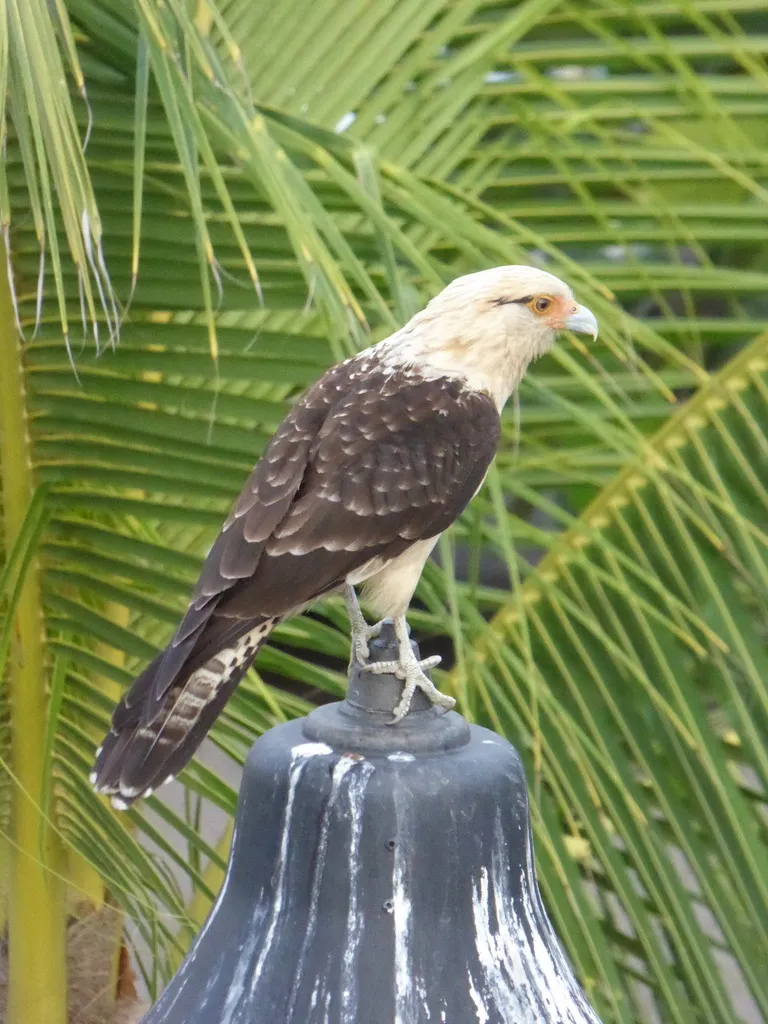 黄头叫隼(Daptrius chimachima)