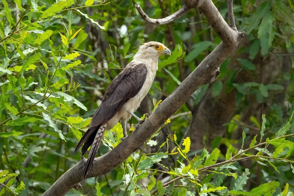 黄头叫隼(Daptrius chimachima)