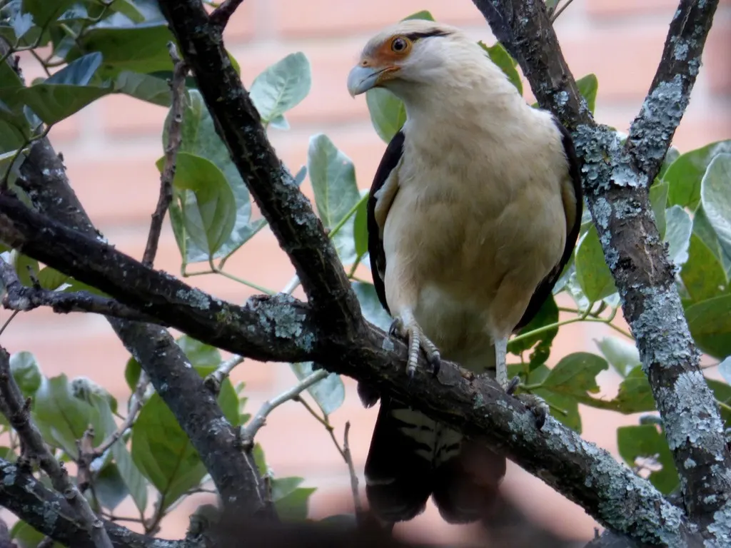 黄头叫隼(Daptrius chimachima)