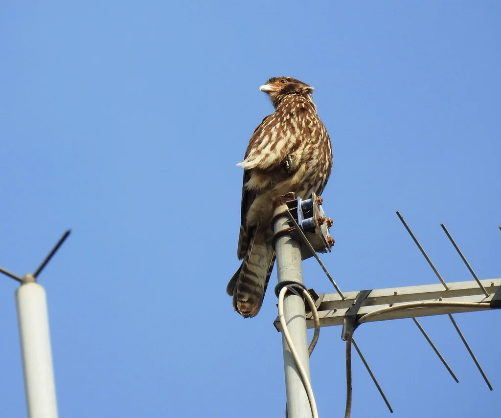 黄头叫隼(Daptrius chimachima)