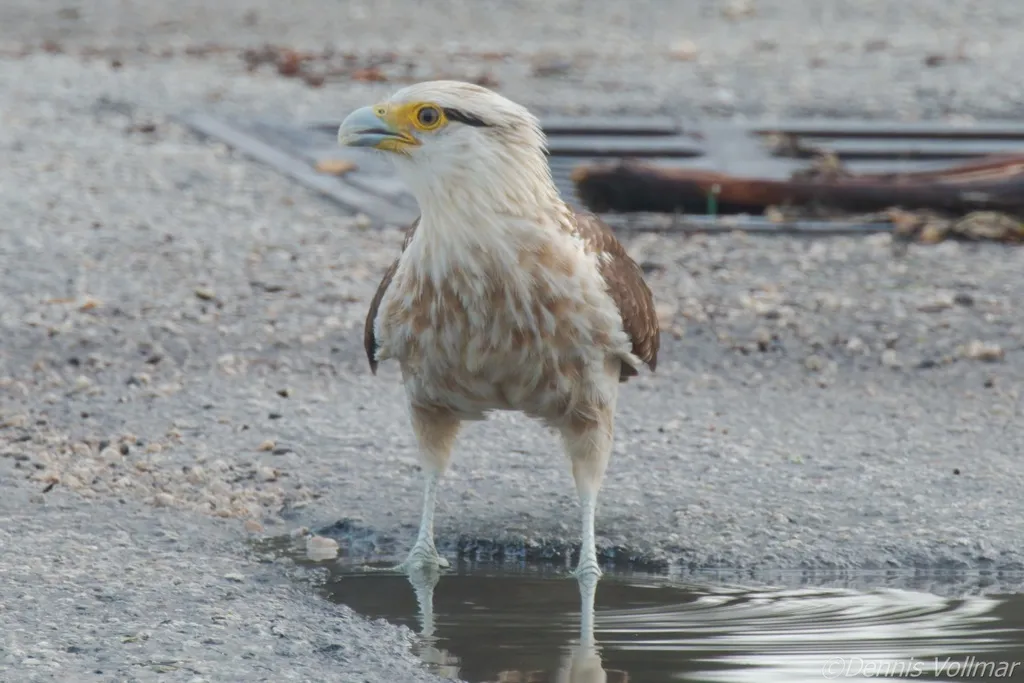 黄头叫隼(Daptrius chimachima)