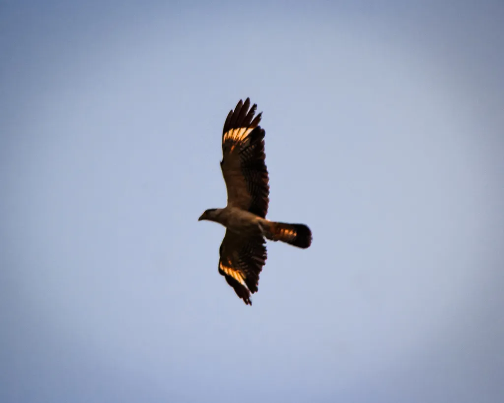 黄头叫隼(Daptrius chimachima)