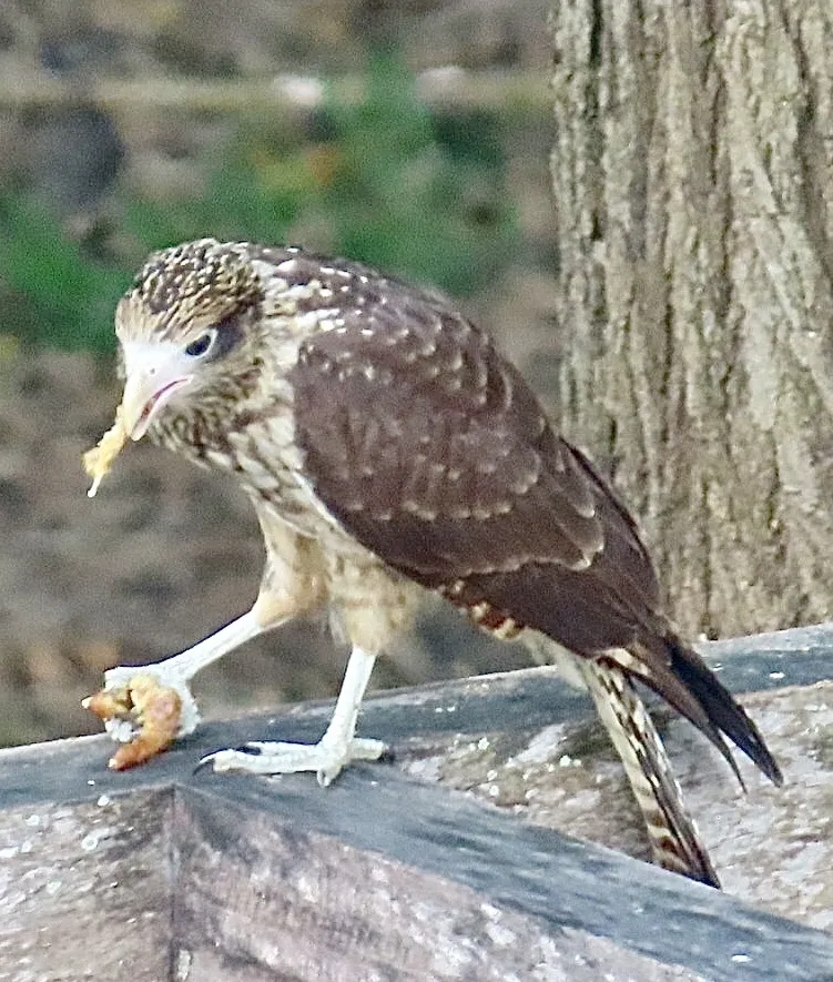 黄头叫隼(Daptrius chimachima)