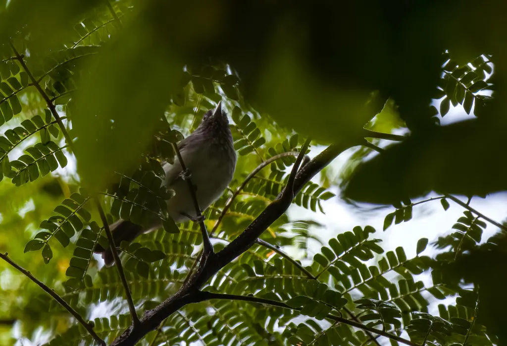 短尾侏穗鹛(Dasycrotapha pygmaea)