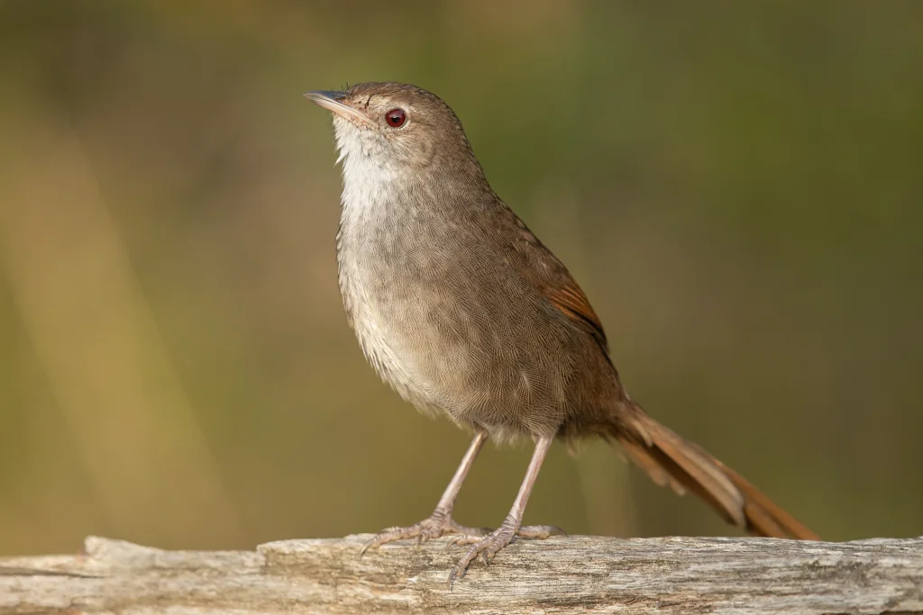 棕刺莺(Dasyornis brachypterus)