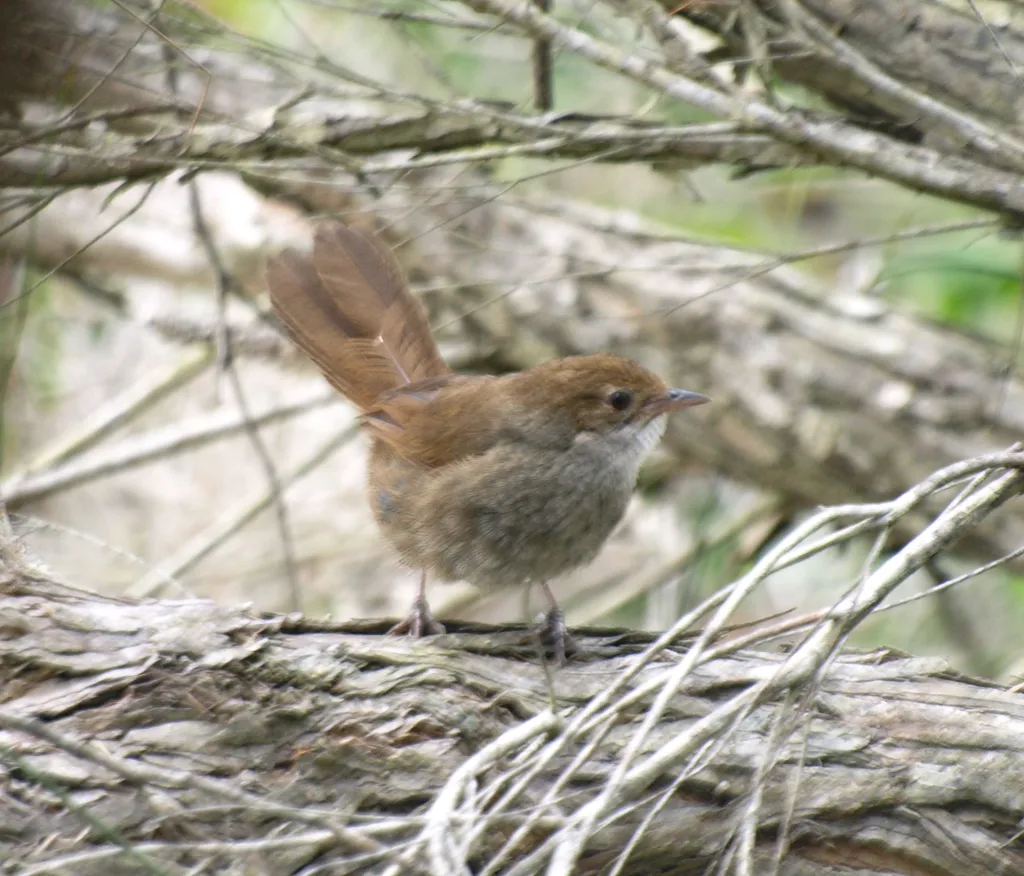 棕刺莺(Dasyornis brachypterus)