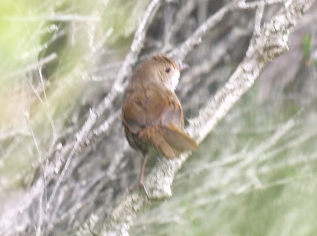 棕刺莺(Dasyornis brachypterus)