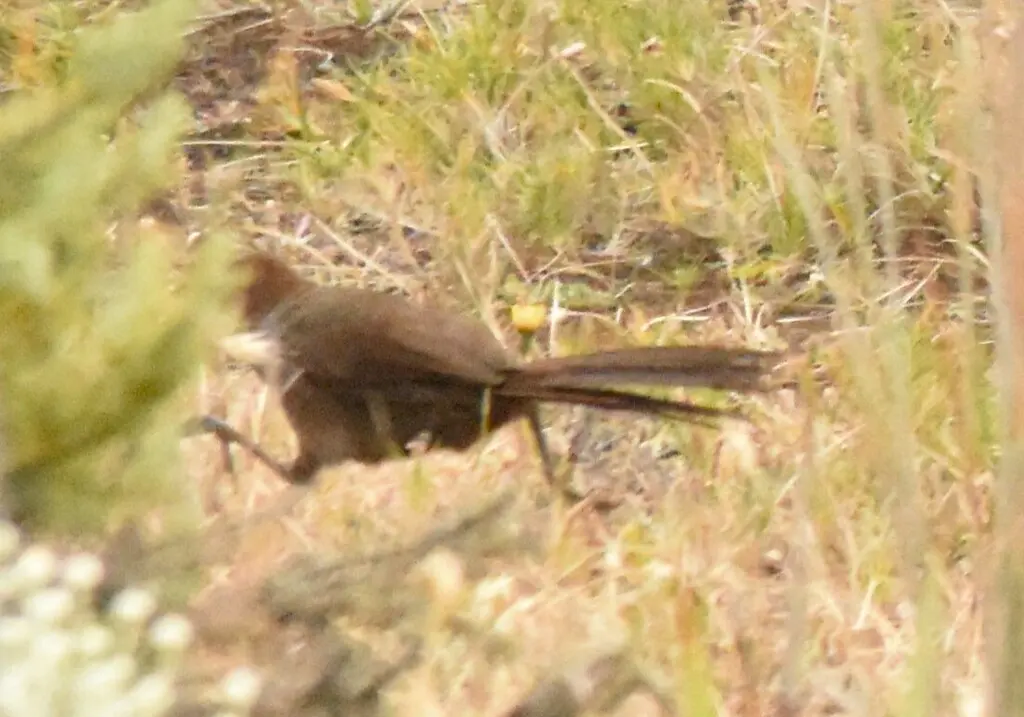 短翅刺莺(Dasyornis broadbenti)