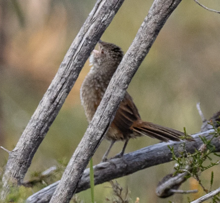 西刺莺(Dasyornis longirostris)