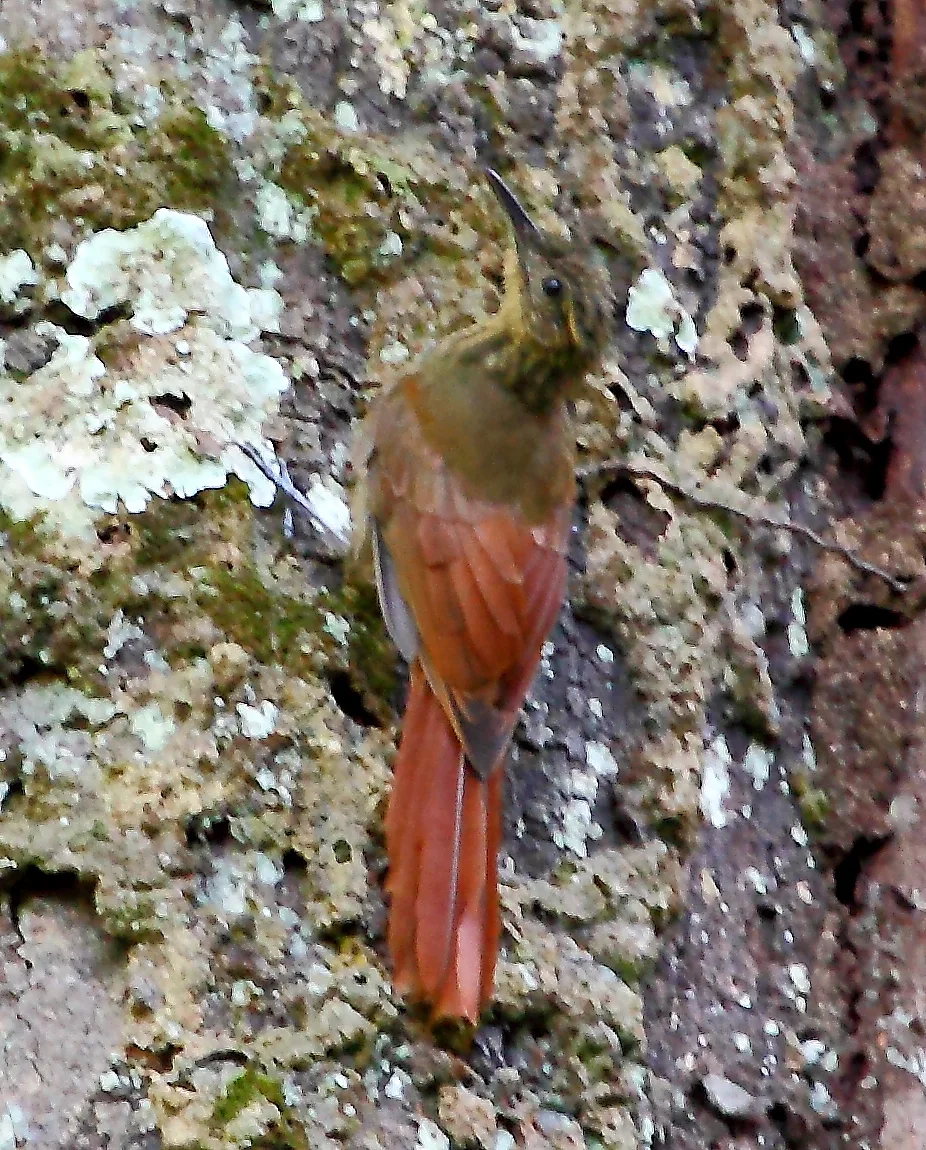 长尾䴕雀(Deconychura longicauda)