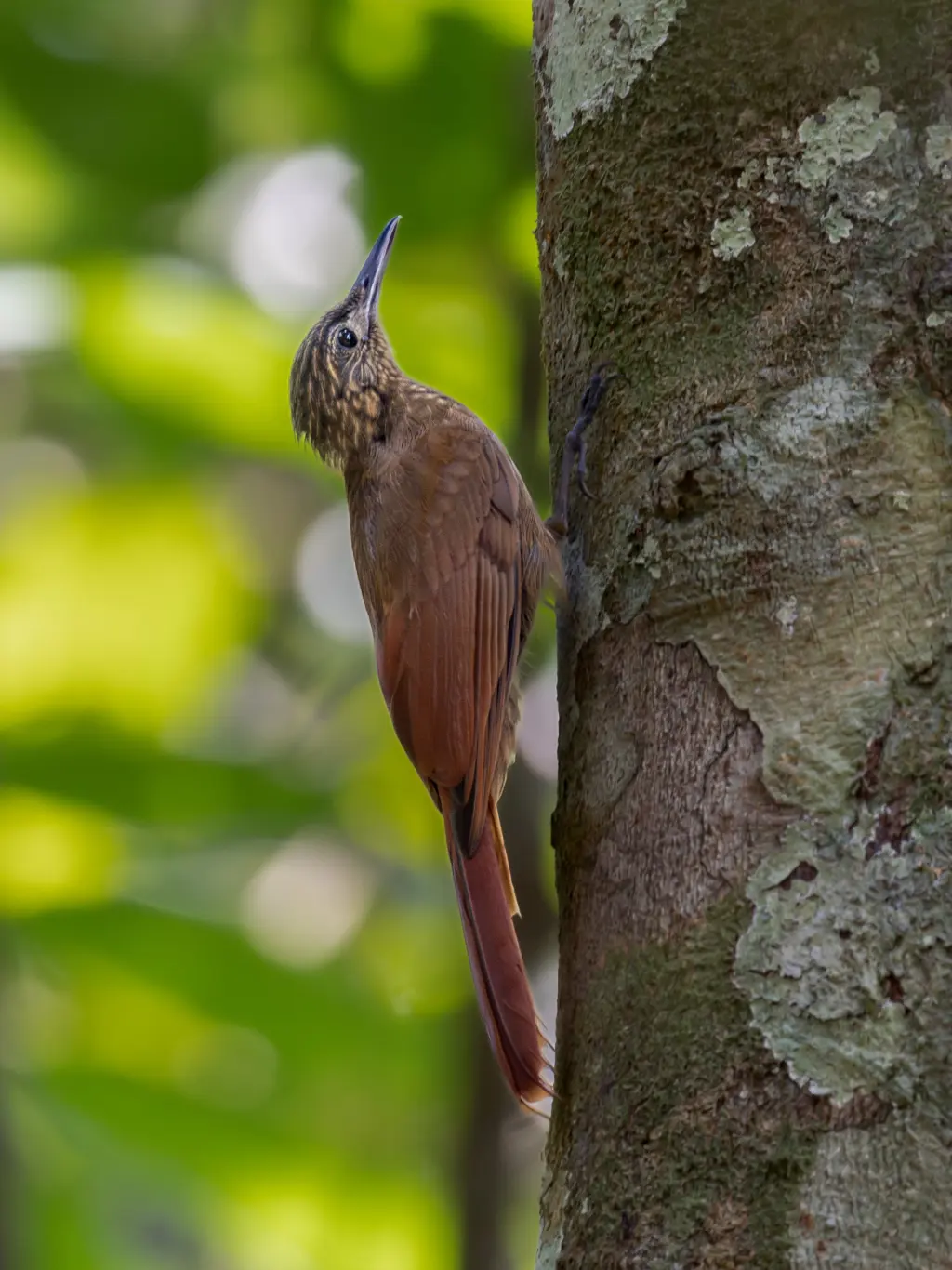 南长尾䴕雀(Deconychura pallida)