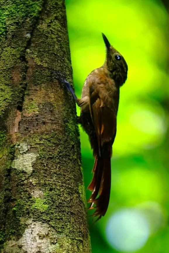 小长尾䴕雀(Deconychura typica)