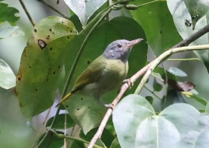 灰头太阳鸟(Deleornis axillaris)