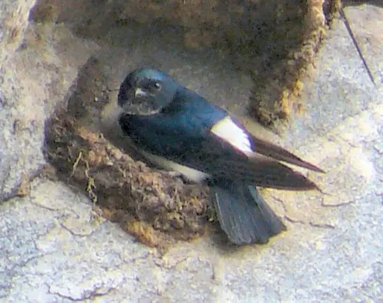 黑喉毛脚燕(Delichon nipalense)