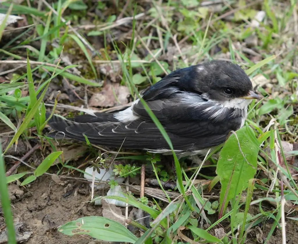 西方毛脚燕(Delichon urbicum)