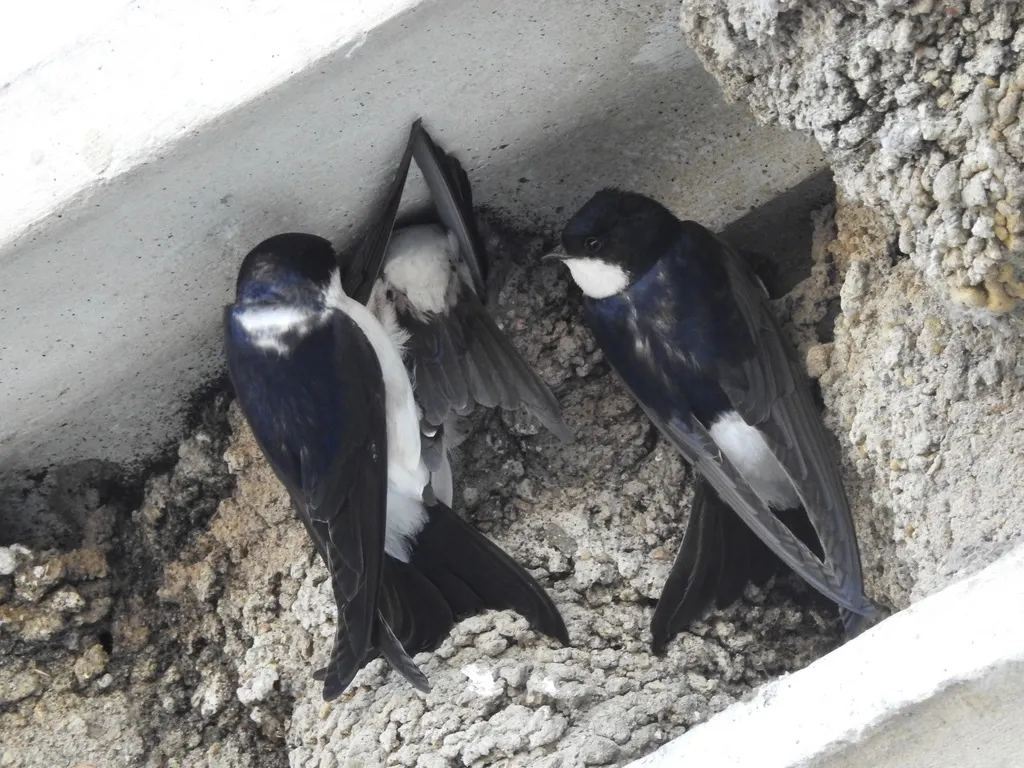 西方毛脚燕(Delichon urbicum)