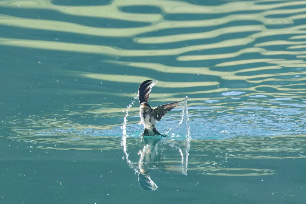 西方毛脚燕(Delichon urbicum)