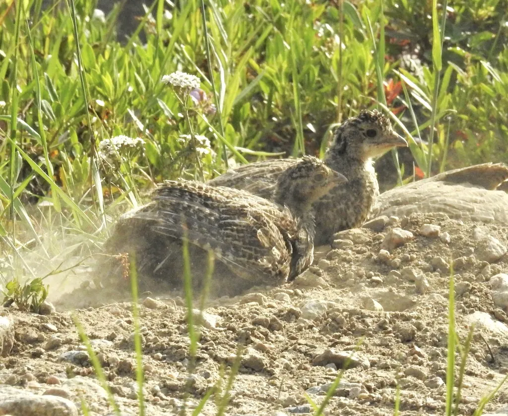 蓝镰翅鸡(Dendragapus obscurus)