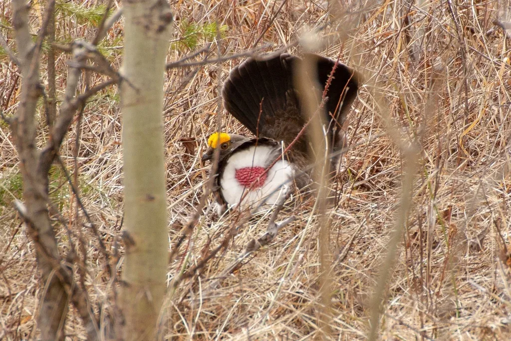 蓝镰翅鸡(Dendragapus obscurus)