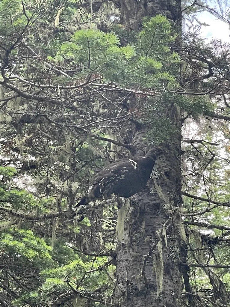 蓝镰翅鸡(Dendragapus obscurus)