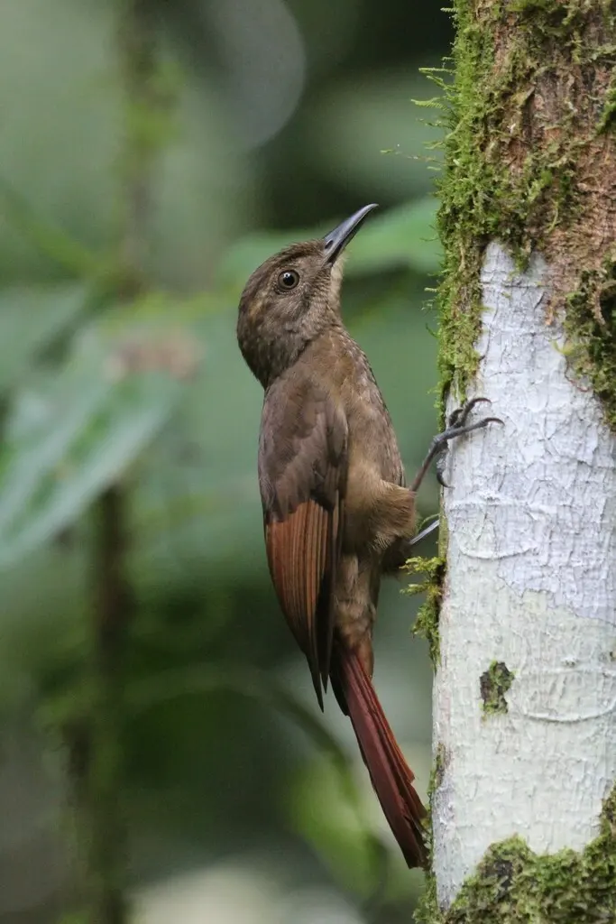 褐翅䴕雀(Dendrocincla anabatina)