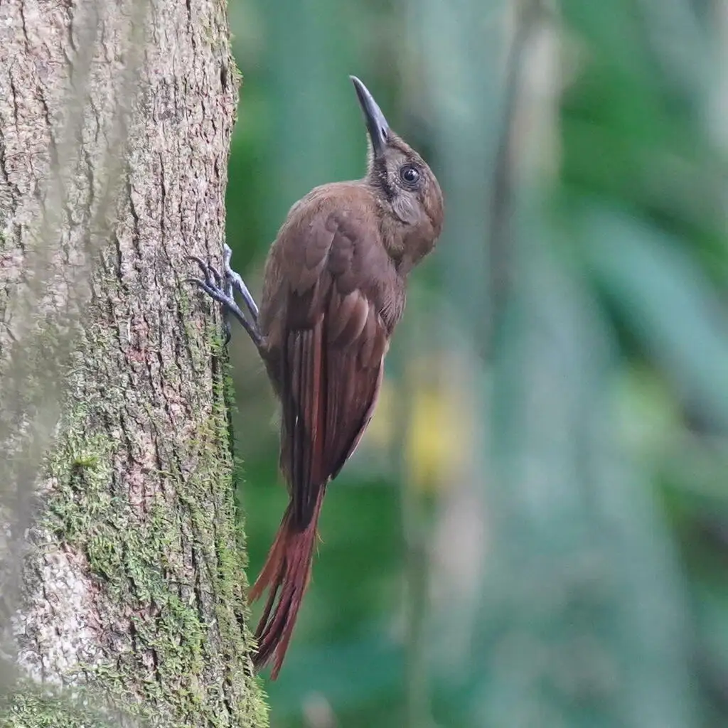 纯褐䴕雀（Dendrocincla fuliginosa）