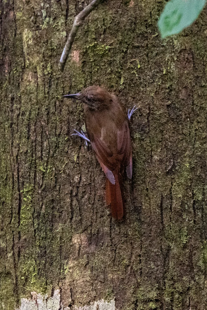 纯褐䴕雀（Dendrocincla fuliginosa）
