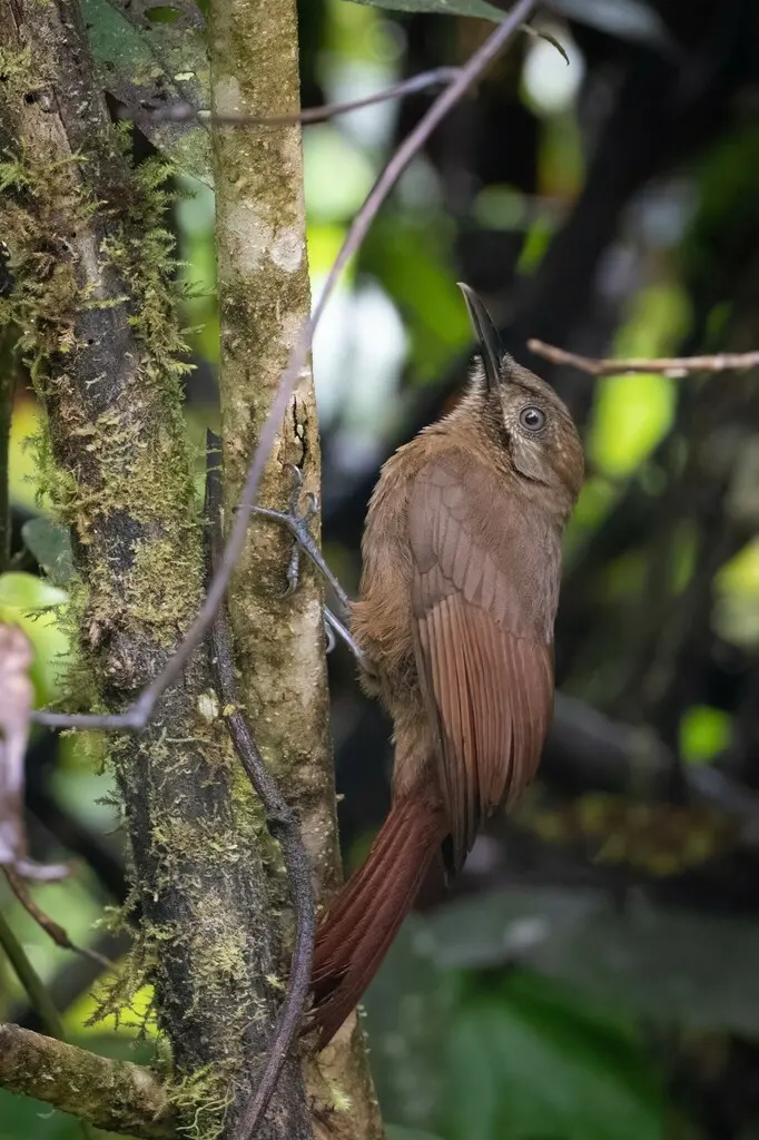 纯褐䴕雀（Dendrocincla fuliginosa）