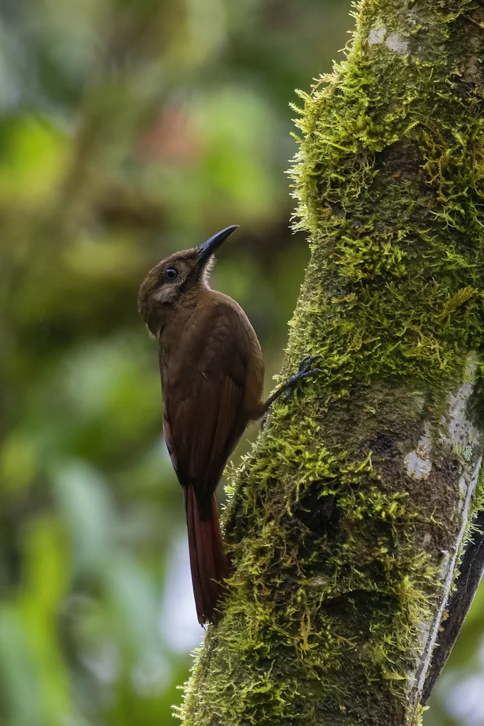 纯褐䴕雀（Dendrocincla fuliginosa）