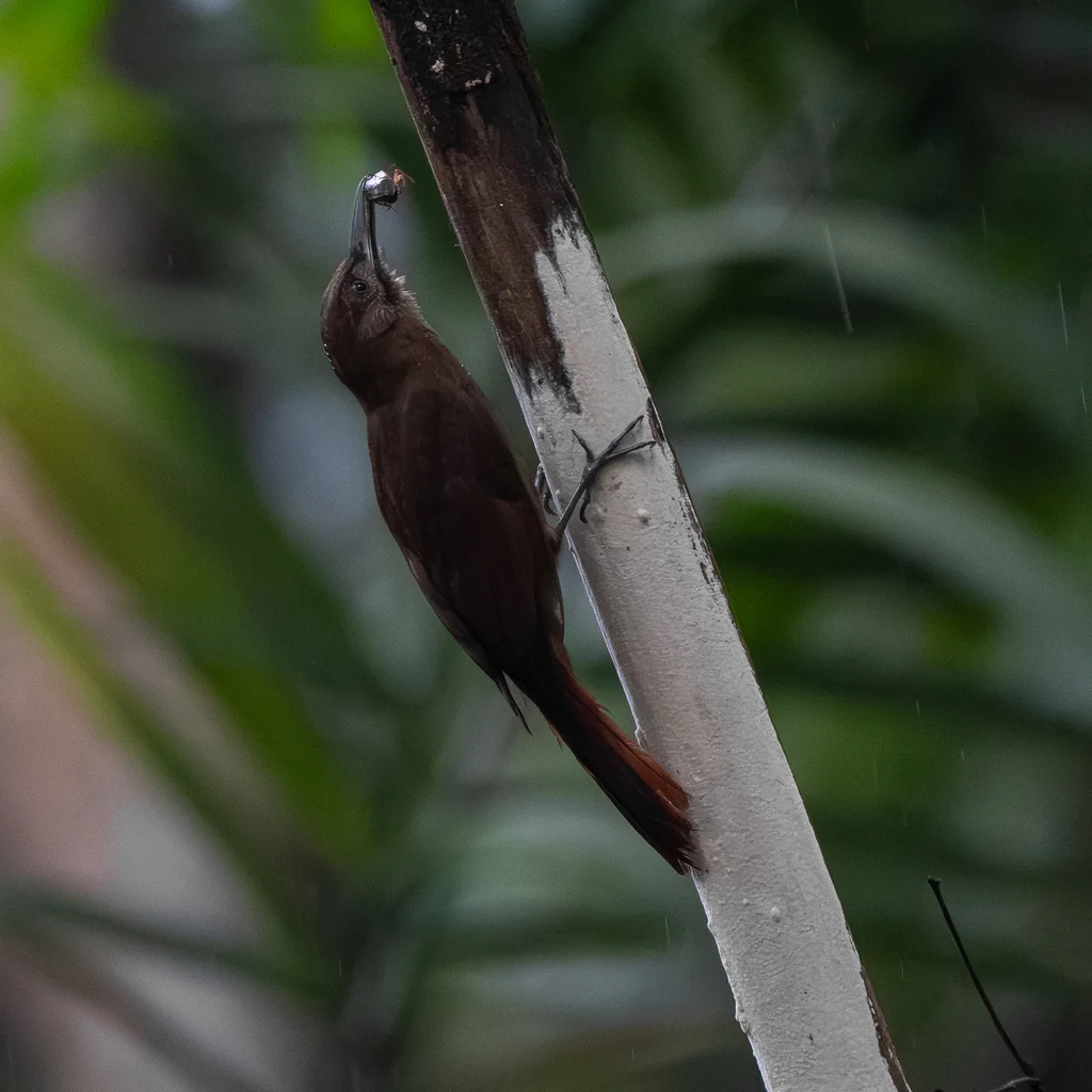 纯褐䴕雀（Dendrocincla fuliginosa）