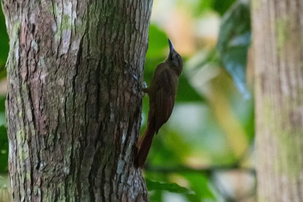 纯褐䴕雀（Dendrocincla fuliginosa）