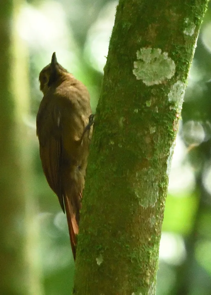 纯褐䴕雀（Dendrocincla fuliginosa）