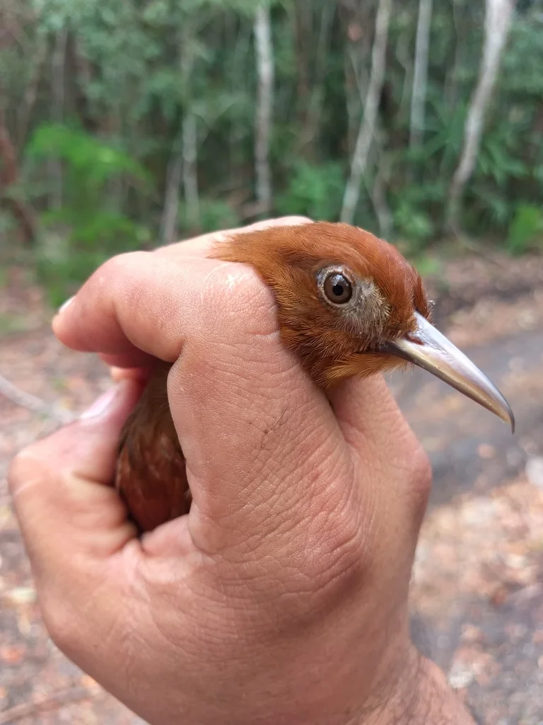 黄䴕雀(Dendrocincla homochroa)