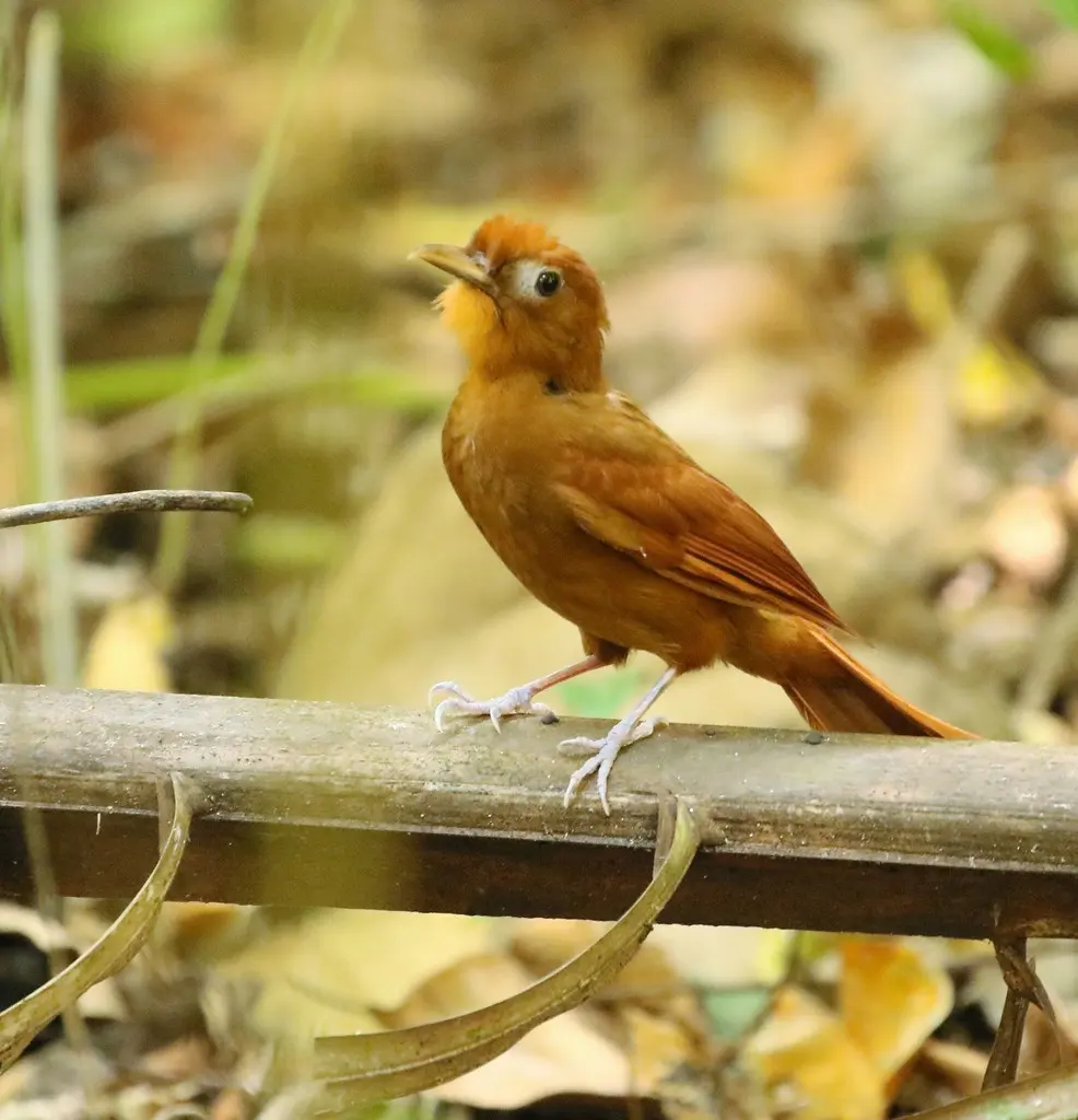 黄䴕雀(Dendrocincla homochroa)