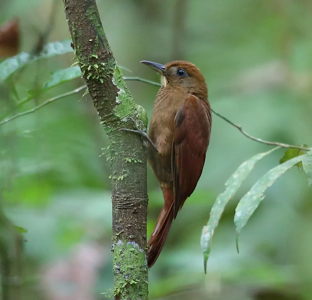 白颏䴕雀(Dendrocincla merula)
