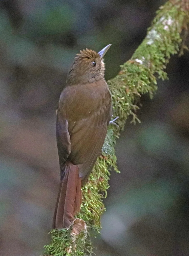 鸫䴕雀(Dendrocincla turdina)