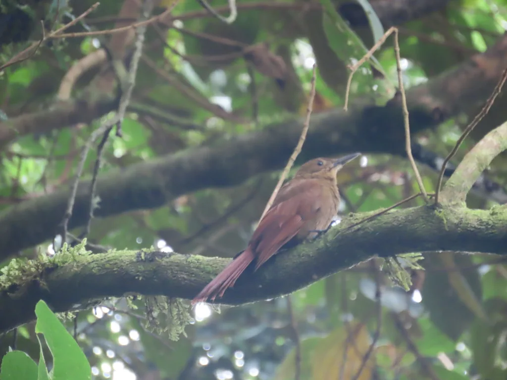 霸䴕雀(Dendrocincla tyrannina)