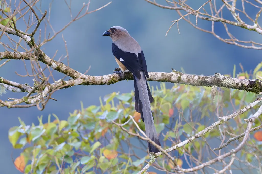 加里曼丹树鹊（Dendrocitta cinerascens）