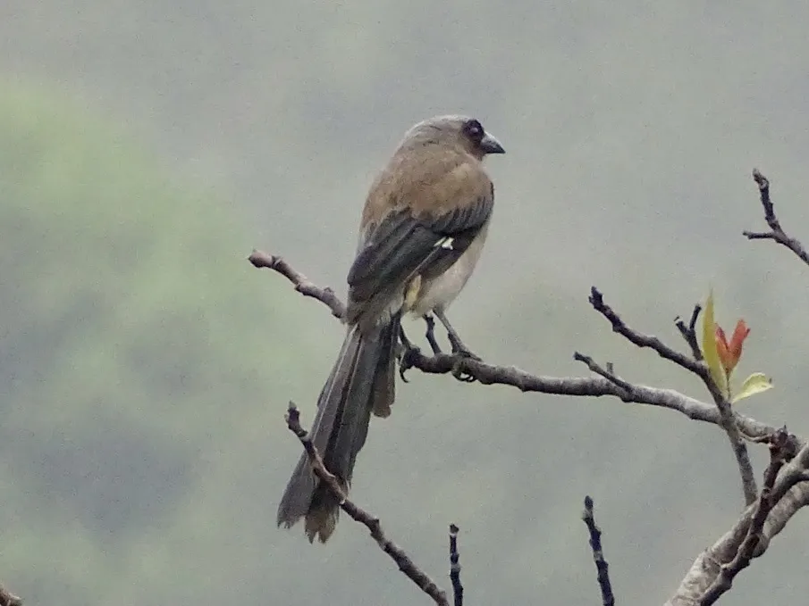 灰树鹊(Dendrocitta formosae)