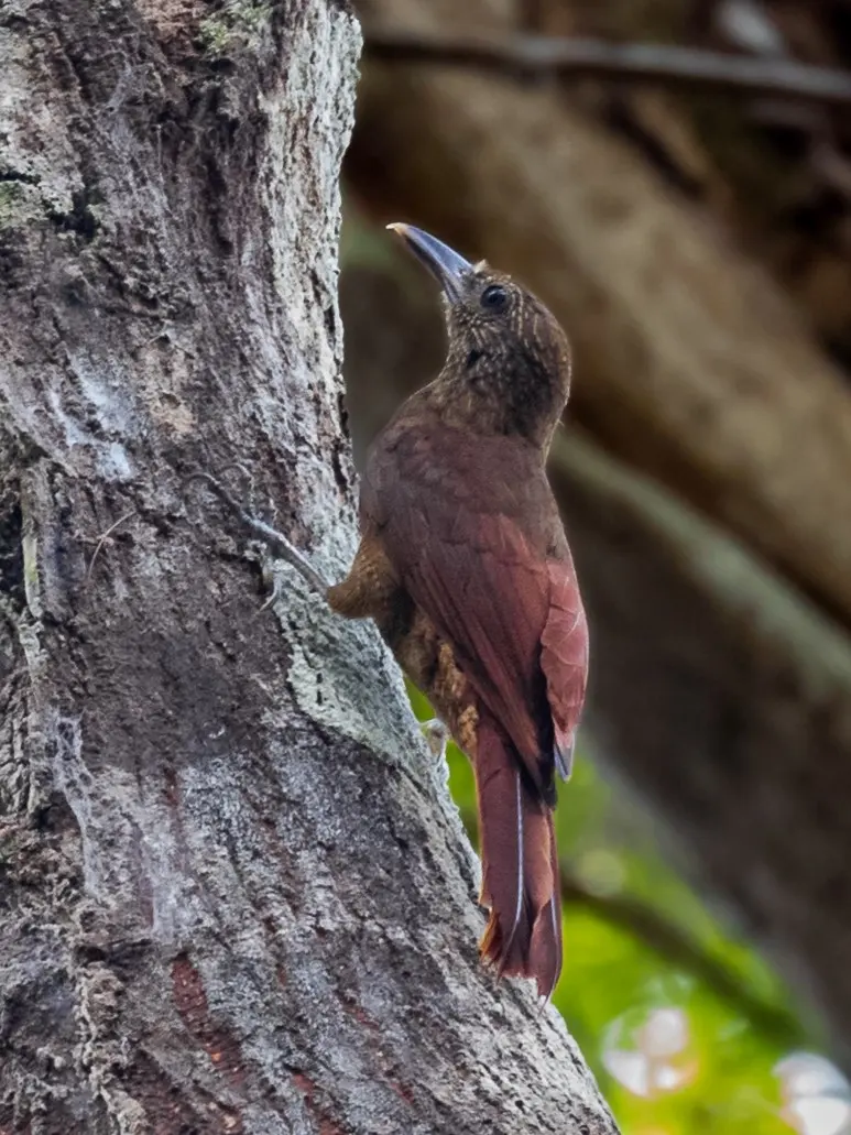 霍氏䴕雀(Dendrocolaptes hoffmannsi)